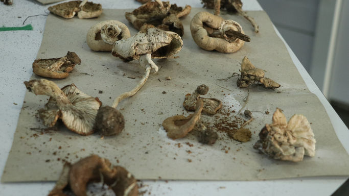 MANTAR AVCILARI DİKKAT!